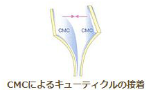 キューティクル